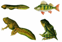 Модель-аппликация Цикл развития костной рыбы и лягушки - fgospostavki.ru - Королёв