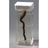 Влажный препарат "Пескожил" - fgospostavki.ru - Королёв