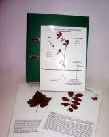 Гербарий к курсу основ общей биологии (20 листов, ламинированный) - fgospostavki.ru - Королёв