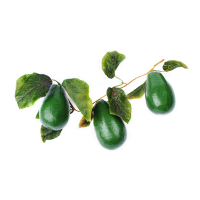 Ветка муляжей "Авокадо" - fgospostavki.ru - Королёв