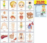 Раздаточные карточки "Тело человека" - fgospostavki.ru - Королёв