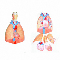Модель "Система органов дыхания" - fgospostavki.ru - Королёв
