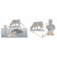 Модель-аппликация Цикл развития бычьего цепня и печеночного сосальщика - fgospostavki.ru - Королёв