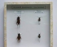 Коллекция энтомологическая "Половой диморфизм" - fgospostavki.ru - Королёв
