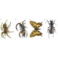 Модель-аппликация Многообразие беспозвоночных - fgospostavki.ru - Королёв