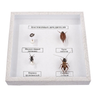 Коллекция энтомологическая "Насекомые вредители" - fgospostavki.ru - Королёв