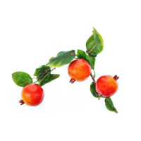 Ветка муляжей "Гранат" - fgospostavki.ru - Королёв