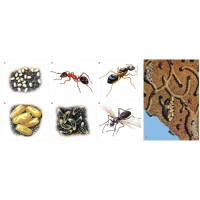 Модель-аппликация Муравьи. Устройство муравейника - fgospostavki.ru - Королёв