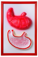 Барельефная модель "Желудок" - fgospostavki.ru - Королёв