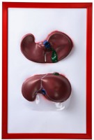 Барельефная модель "Печень" - fgospostavki.ru - Королёв