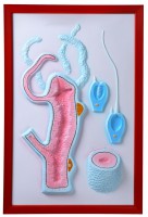 Барельефная модель "Строение гидры" - fgospostavki.ru - Королёв