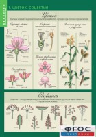 Комплект таблиц. Биология 6 класс. Растения, грибы, лишайники - fgospostavki.ru - Королёв