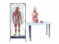 Интерактивный учебный комплекс "Анатомический атлас 3D" - fgospostavki.ru - Королёв