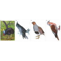 Модель-аппликация Многообразие хордовых. Птицы  - fgospostavki.ru - Королёв