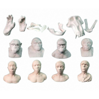 Набор моделей палеонтологических находок "Происхождение человека"	 - fgospostavki.ru - Королёв