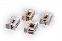 Комплект микропрепаратов для стереомикроскопа - fgospostavki.ru - Королёв