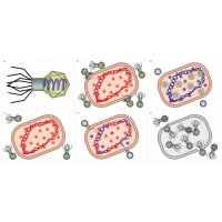 Модель-аппликация Жизненный цикл вируса	 - fgospostavki.ru - Королёв