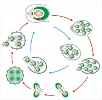 Модель-аппликация Размножение одноклеточной водоросли - fgospostavki.ru - Королёв
