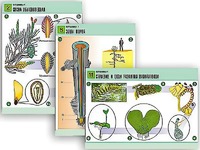 Комплект таблиц по биологии демонстрационных "Ботаника 1" (12 таблиц, формат А1, ламинированные) - fgospostavki.ru - Королёв