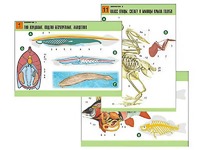 Комплект таблиц по биологии демонстрационных "Зоология 2" (16 таблиц, формат А1, ламинированные) - fgospostavki.ru - Королёв