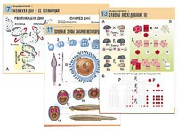 Комплект таблиц по биологии демонстрационных "Общая биология 1" (16 таблиц, формат А1, ламинированные) - fgospostavki.ru - Королёв