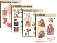Комплект таблиц по биологии демонстрационных "Человек и его здоровье 1" (20 таблиц, формат А1, ламинированные) - fgospostavki.ru - Королёв