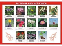 Таблица демонстрационная "Растения Красной книги" (винил 70*100) - fgospostavki.ru - Королёв