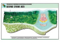 Рельефная таблица "Клеточное строение листа" (формат А1, матовое ламинирование) - fgospostavki.ru - Королёв