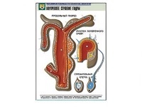 Рельефная таблица "Внутреннее строение гидры" - fgospostavki.ru - Королёв