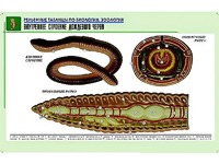 Рельефная таблица "Внутреннее строение дождевого червя" (формат А1, матовое ламинирование) - fgospostavki.ru - Королёв