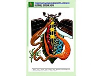 Рельефная таблица "Внутреннее строение жука" (формат А1, матовое ламинирование) - fgospostavki.ru - Королёв