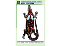 Рельефная таблица "Внутреннее строение ящерицы" (формат А1, матовое ламинирование) - fgospostavki.ru - Королёв