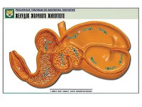 Рельефная таблица "Желудок жвачного животного" (формат А1, матовое ламинирование) - fgospostavki.ru - Королёв