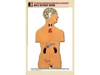 Рельефная таблица "Железы внутренней секреции" (формат А1, матовое ламинирование) - fgospostavki.ru - Королёв