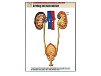 Рельефная таблица "Мочевыделительная система" (формат А1, матовое ламинирование) - fgospostavki.ru - Королёв