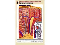 Рельефная таблица "Почка. Макро-микростроение" (формат А1, матовое ламинирование) - fgospostavki.ru - Королёв