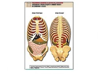 Рельефная таблица "Расположение органов грудной и брюшной полостей по отношению к скелету"(формат А1, ламинированная) - fgospostavki.ru - Королёв