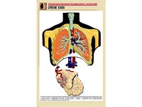 Рельефная таблица "Строение легких" (формат А1, матовое ламинирование) - fgospostavki.ru - Королёв