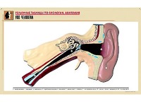 Рельефная таблица "Ухо человека" (формат А1, матовое ламинирование) - fgospostavki.ru - Королёв