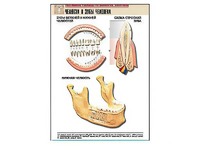 Рельефная таблица "Челюсти и зубы человека" (формат А1, матовое ламинирование) - fgospostavki.ru - Королёв