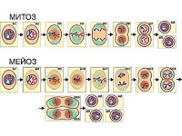 Модель-аппликация "Деление клетки. Митоз и мейоз" (ламинированная) - fgospostavki.ru - Королёв