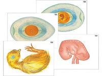 Модель-аппликация "Развитие птицы и млекопитающего (человека)" (ламинированная) - fgospostavki.ru - Королёв