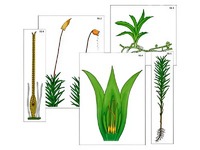 Модель-аппликация "Размножение мха" (ламинированная) - fgospostavki.ru - Королёв