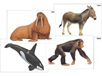 Модель-аппликация "Разнообразие высших хордовых 2. Млекопитающие" (ламинированная) - fgospostavki.ru - Королёв