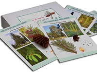 Коллекция "Голосеменные растения" - fgospostavki.ru - Королёв