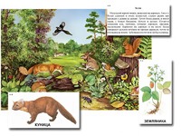 Магнитный плакат-аппликация "Лес: биоразнообразие и взаимосвязи в сообществе" - fgospostavki.ru - Королёв