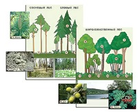Гербарий фотографический "Растительные сообщества. Лес" (раздаточный) - fgospostavki.ru - Королёв