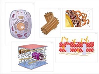 Модель-аппликация "Строение клетки" (ламинированная) - fgospostavki.ru - Королёв