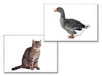 Дидактическое пособие "Домашние животные" (24 карточки) - fgospostavki.ru - Королёв