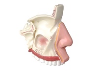 Модель носа в разрезе - fgospostavki.ru - Королёв